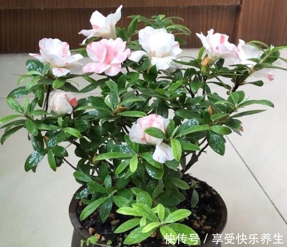 不会养杜鹃花,按小花匠这“方法”,根不烂叶不黄,年年花开不断!