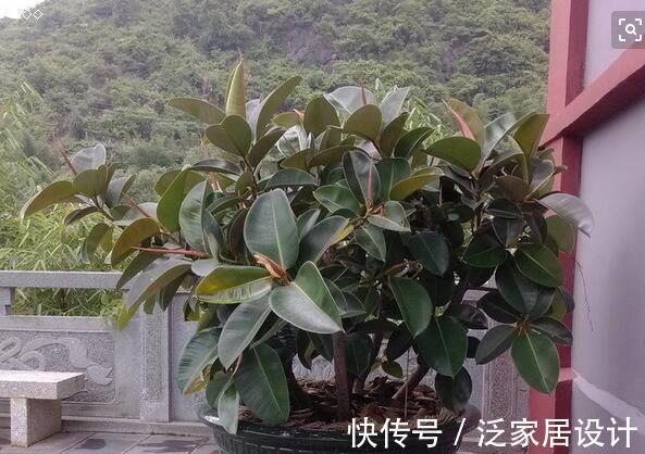 太阳花|8种“漂亮花”,堪称“不死花”,随便养一养,新芽爆满缸