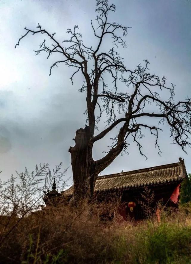 忻州国家级文物寺庙“公主寺”千年古松