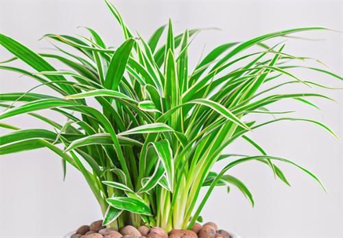 养吊兰,冬天浇水“掺”点肥,叶子青翠肥厚,越长越茂盛