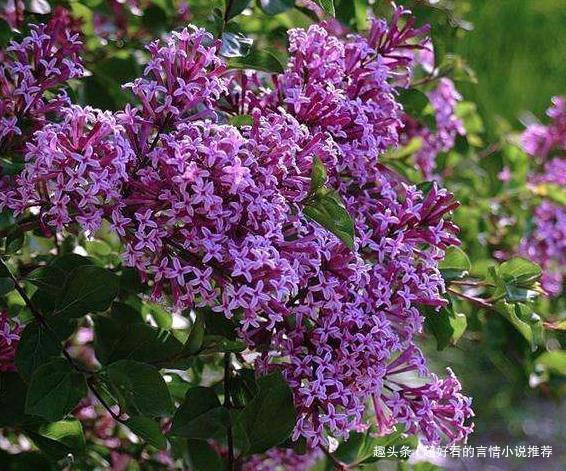 了不起的“3种树”,养1盆在家,散发出来“芳香”,比香水好闻!