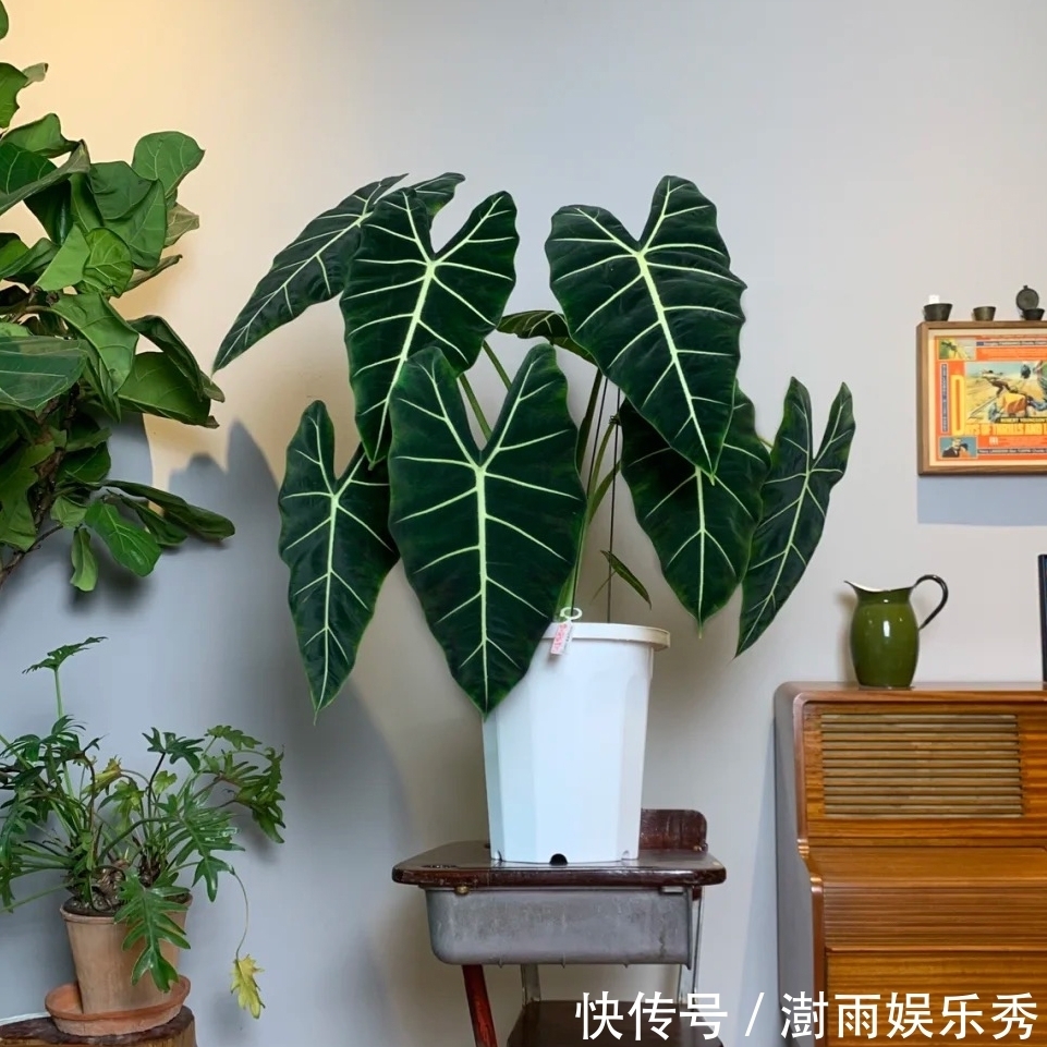 13种“阴冷花”，客厅没光照，长得更旺，越晒越难看