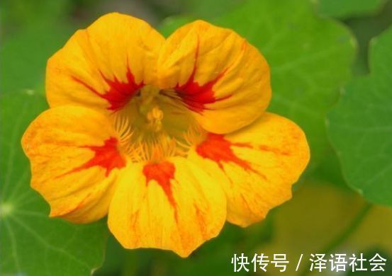 养花|养花养个花期长的,花大色艳胜玫瑰,四季开花不断,颜值超高的