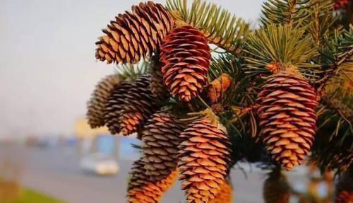 松树|老王捡了几个松果,回家种花盆里,隔两天浇次水,一个月长成盆景