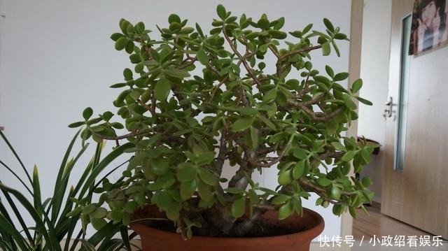 养了二十年的玉树开花了