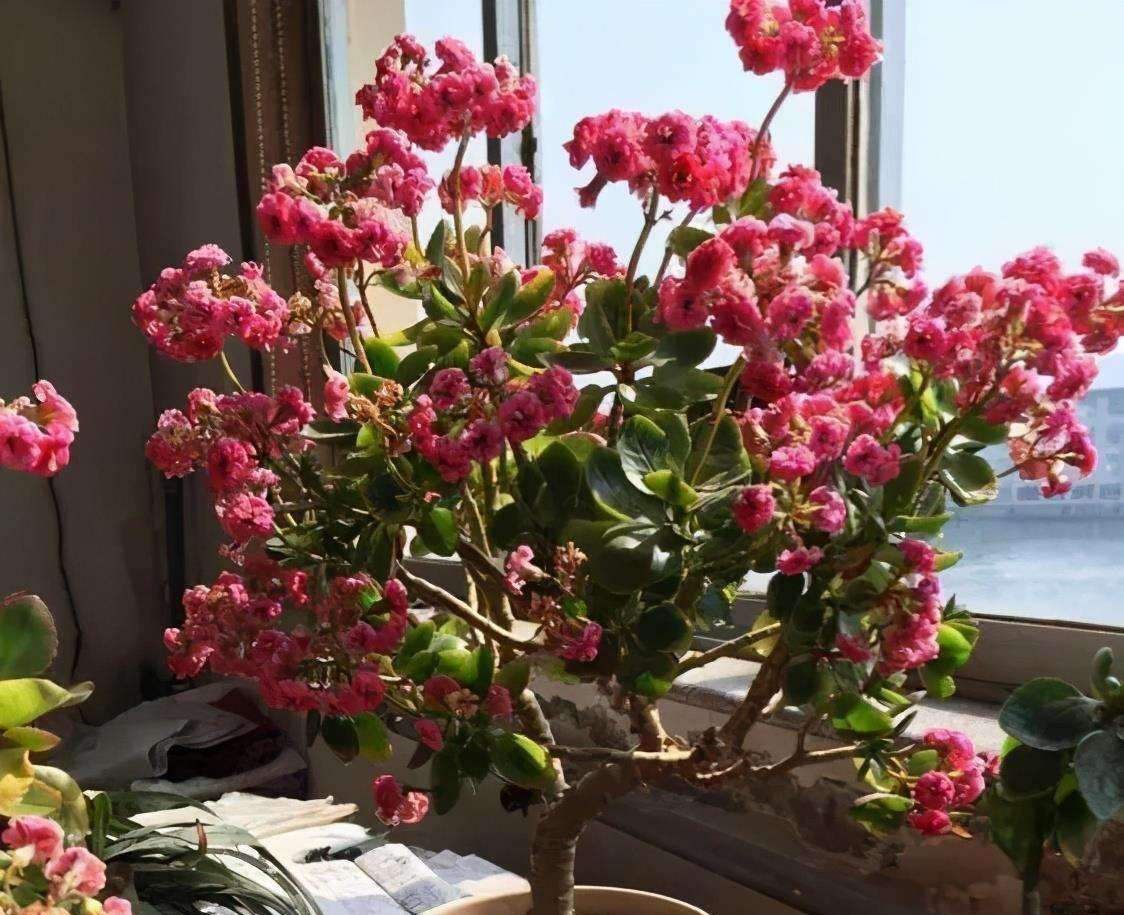 扦插|家里养长寿花,管理切记“别乱来”!养好了次次开花都爆盆