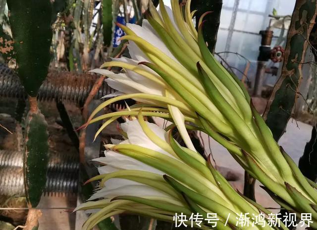 多汁|育火龙果热潮又来了，盆越浅，水越少，长越快，开花结果越多！