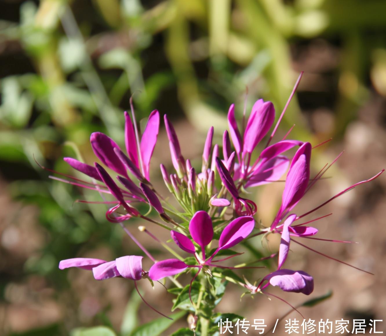要养|这6种喜阳的花,可以说是给点阳光就灿烂系列,一定要养两盆哦