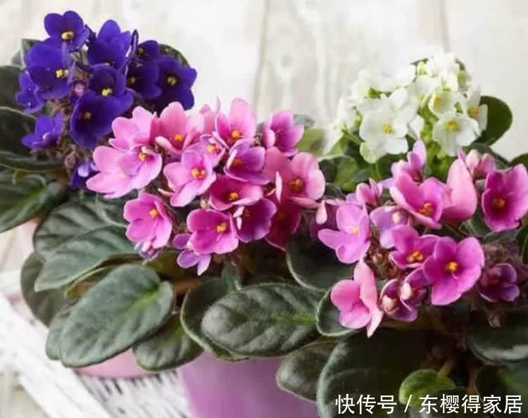 正月二十九，家中摆上4种“富贵花”，清丽雅致，别具一格