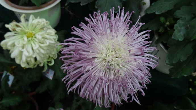 喜欢菊花,不如养盆“珍品名菊”黄浦景绣,似流星烟花,绚丽多姿