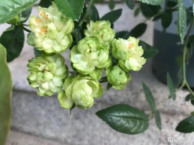 美人般的花，花开瞬间美到窒息，谁见都夸