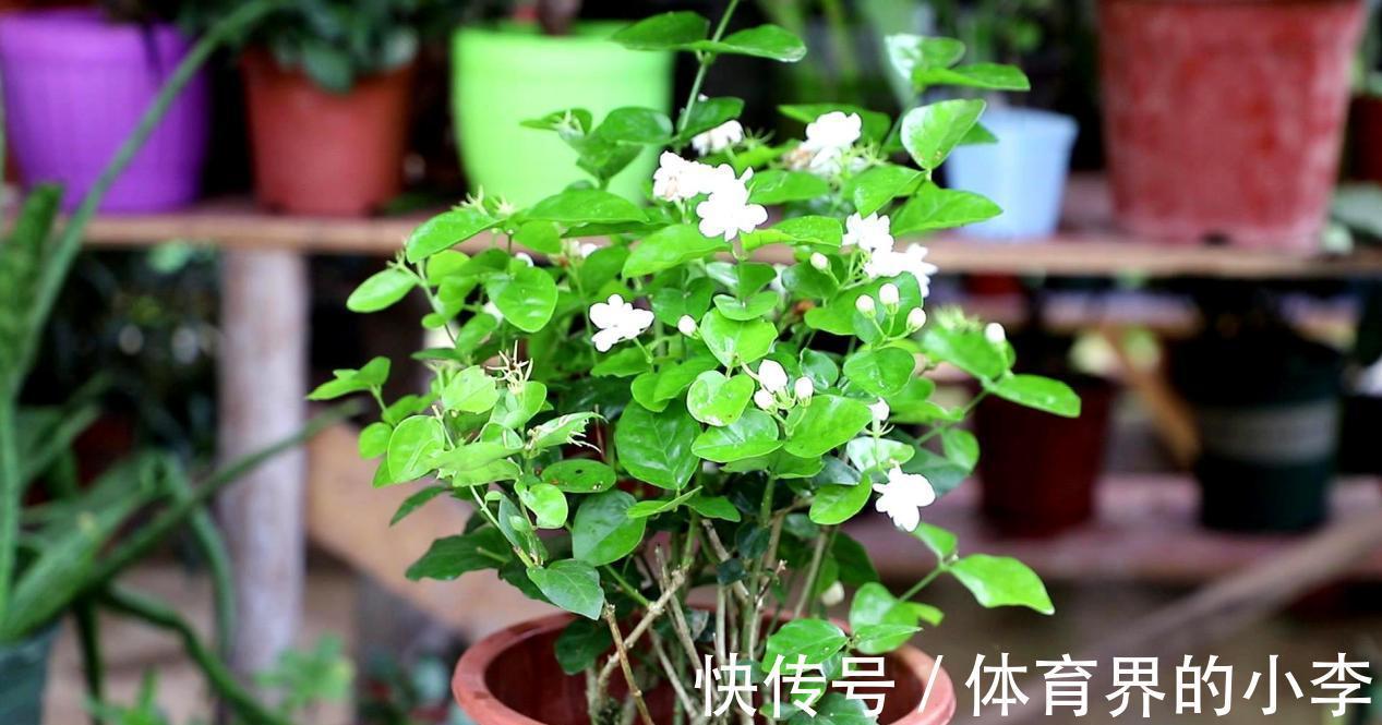 茉莉秋冬盆栽该注意什么？落实好这6点，低温环境不用担心