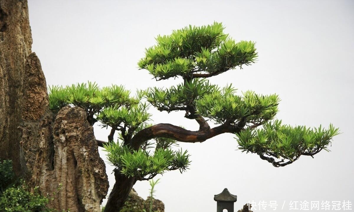 松树|孙悟空变棵松树就被师父撵下山,松树有何禁忌?许多人至今没搞懂