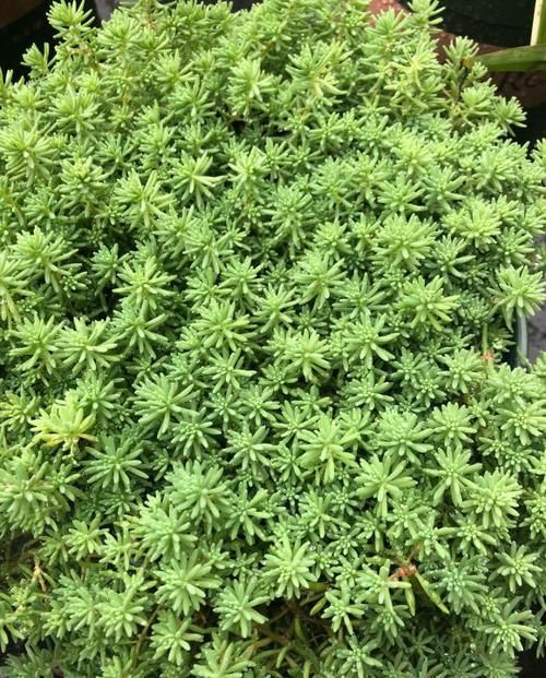 邻居家的“薄雪”养1年，已长成绿草坪，一大片漂亮得像“海洋”