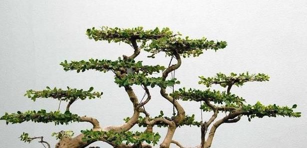 植物|“盆景”想要漂亮,试试3个“套路”,啥花都能养成“裸根盆景”