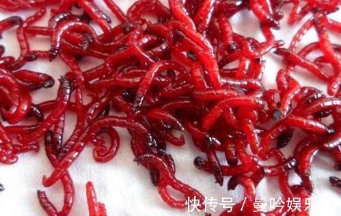 为什么用蚯蚓钓鲫鱼的人越来越少?告诉你蚯蚓与红虫的差距
