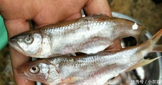 好吃|中国口感最佳的4种鱼,吃起来又鲜又嫩,极其好吃
