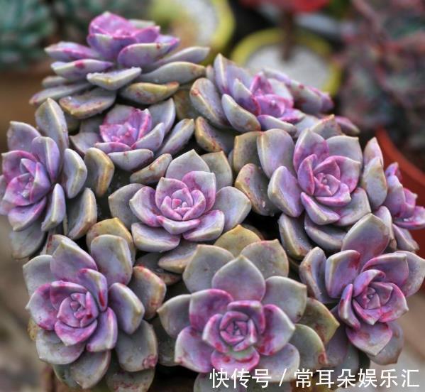 家里有个小阳台,摆上几盆多肉紫乐,颜色梦幻长成悬崖桩