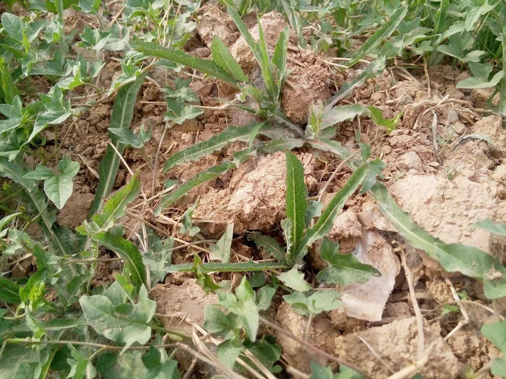 苦麻子|过去常用来喂猪，如今成上佳野菜，6、7元一斤，包饺子是一绝