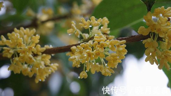 盘点100个极美的古代花卉别名，太美了