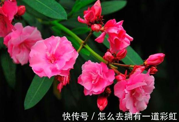 这2类花不能养,家里有尽快修剪或者搬走,对家人不好