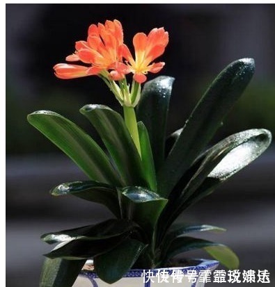 啤酒水|什么淘米水、啤酒水都不如“它”,君子兰蹭蹭长,花友赚大发了