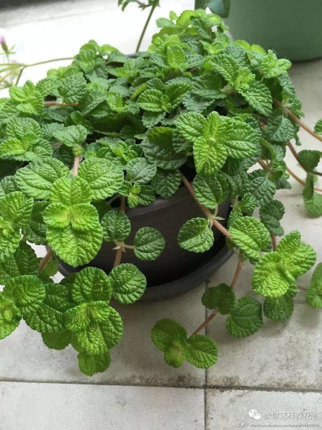 空气|专吸二手烟甲醛的花,堪比“天然净化器”,养1盆全家都健康!