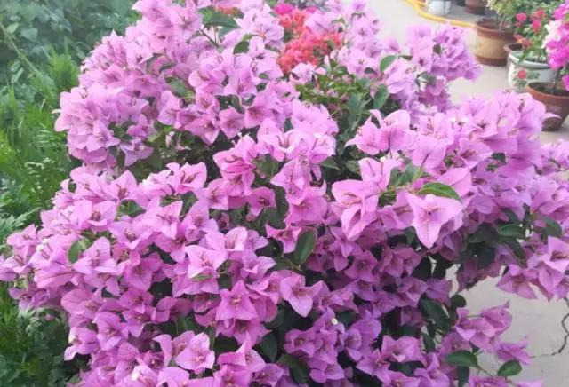 盆景|三角梅养成盆景又美又飒，爬成花墙热情浪漫，爆花成球秘诀在这