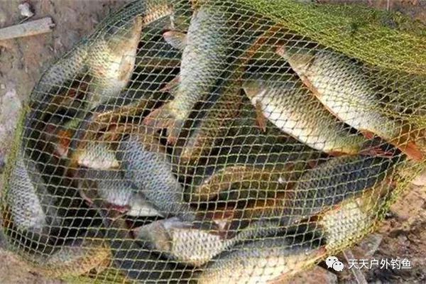 惊蛰过后开始钓大鱼,几个自制饵料配方,通杀鲫草鲤