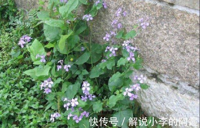 诸葛亮|生长在农村的一种野草,名字很霸气开花很美,却没人知道竟然能吃