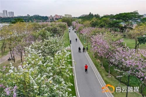 确定不来？有火车经过的公园，宫粉紫荆花开成片，浪漫满屏！