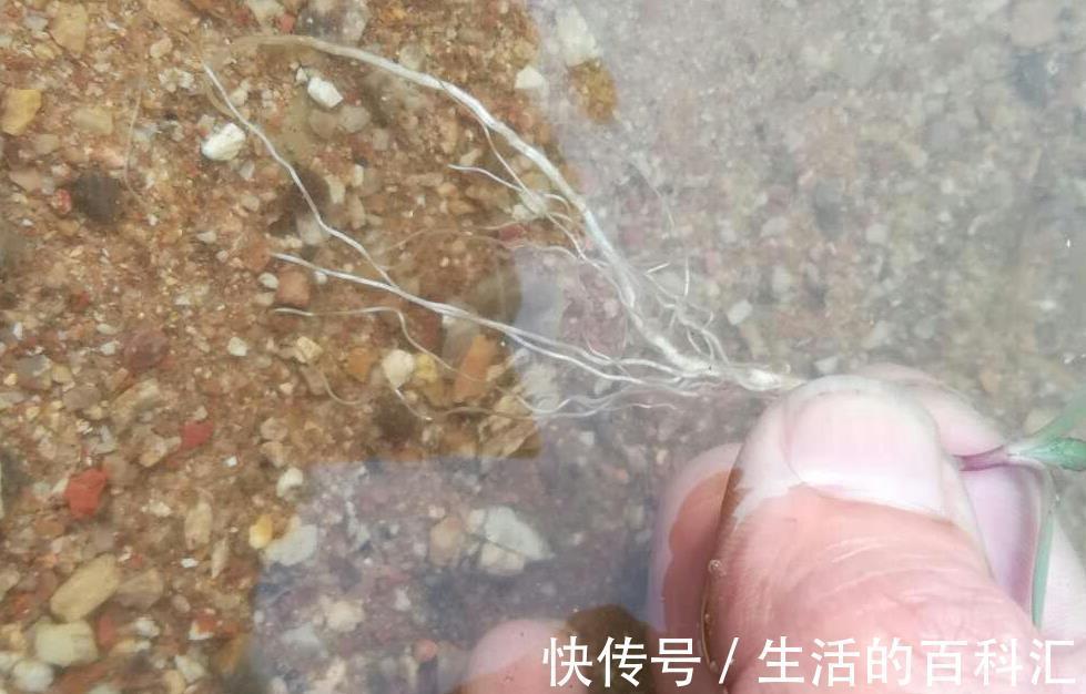 根系|花卉小苗这样移栽不伤根，缓苗快，有些细节千万注意