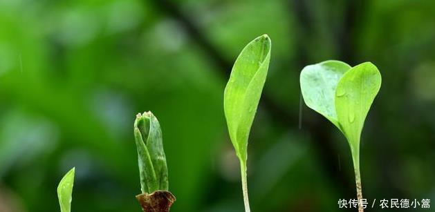  繁殖|兰花有几种繁殖方式？怎么用假鳞茎繁殖？