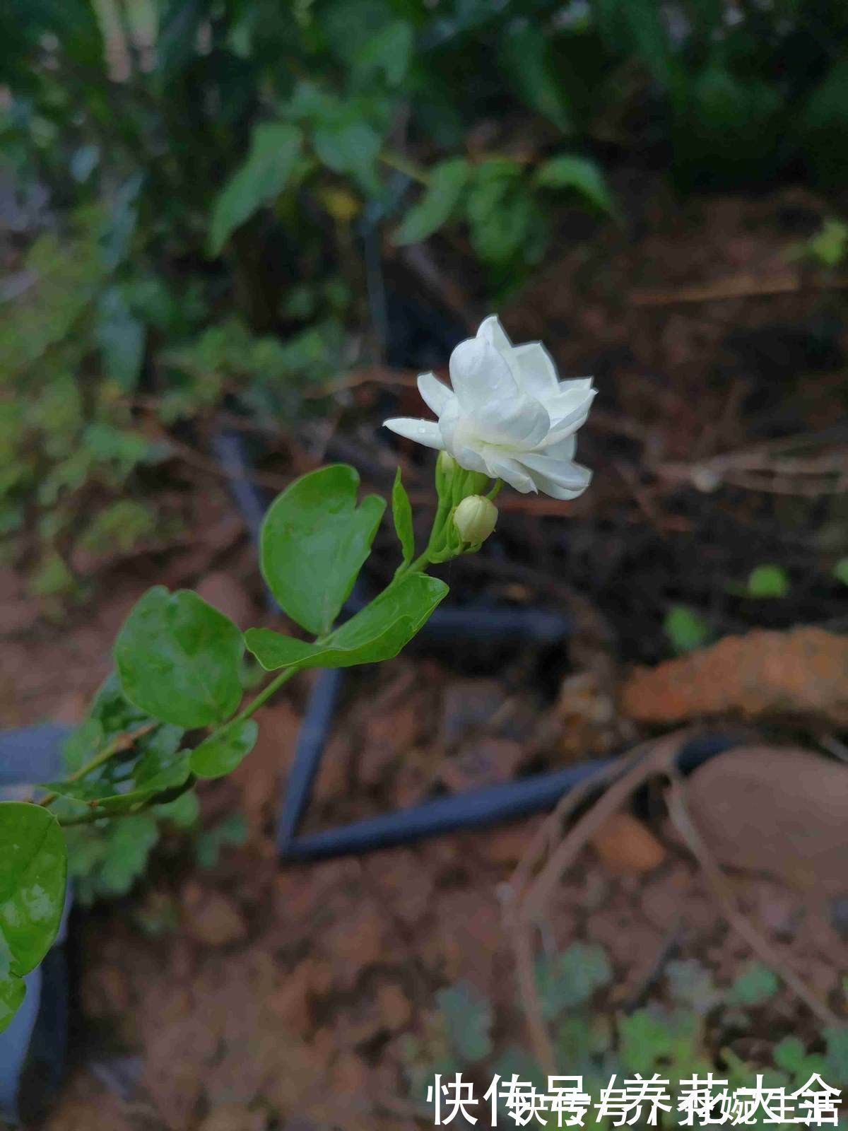茉莉花|茉莉黄叶落叶怎么办？教你轻松养茉莉，重新繁茂
