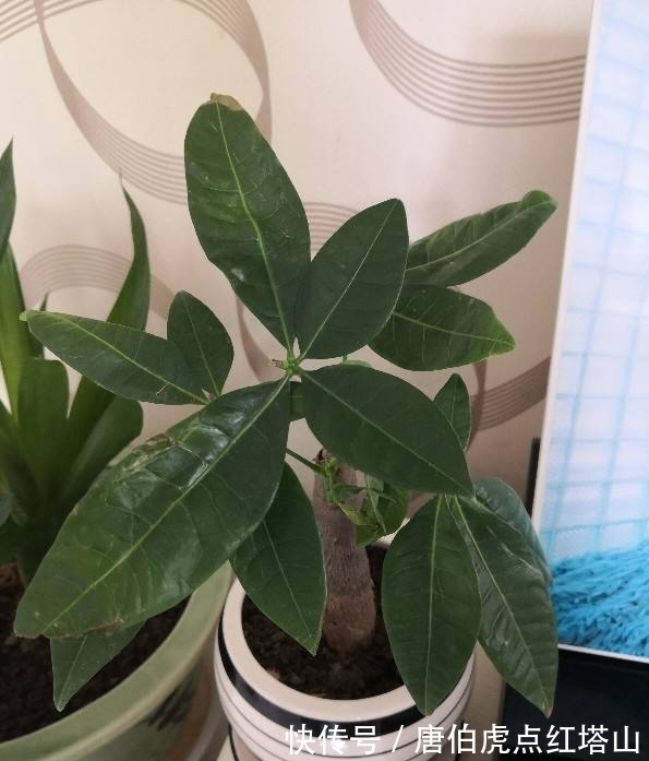 4种花颜值高,但是养护起来太难,新手最好别入!