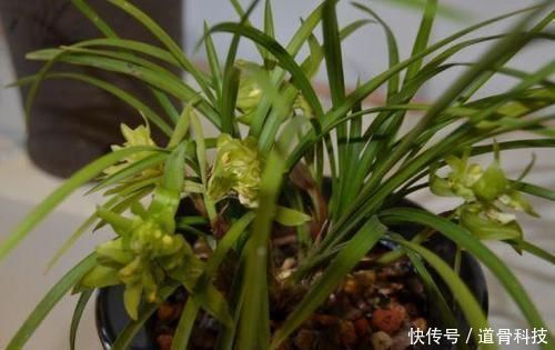 施肥|兰花盆里,放几粒“它”,比啥肥都好使,猛窜新芽,越长越旺
