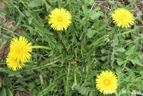 排出|蒲公英和此草泡水喝,简直是“天仙配”,排出毒素,告别妇科病