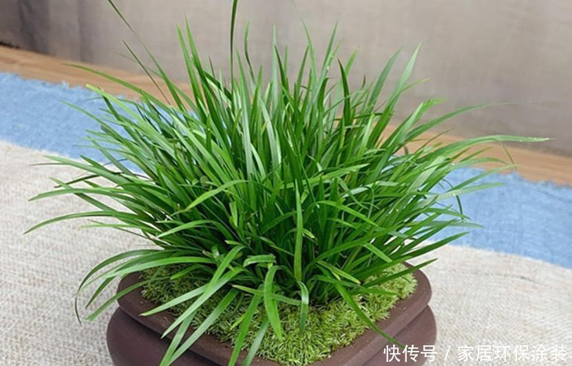 六种花就不怕浇水,浇水越多长势越茂盛,实践与经验分享