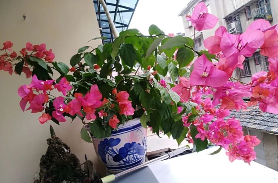 花养成光杆司令，别扔了、还有救，3天起死回生！