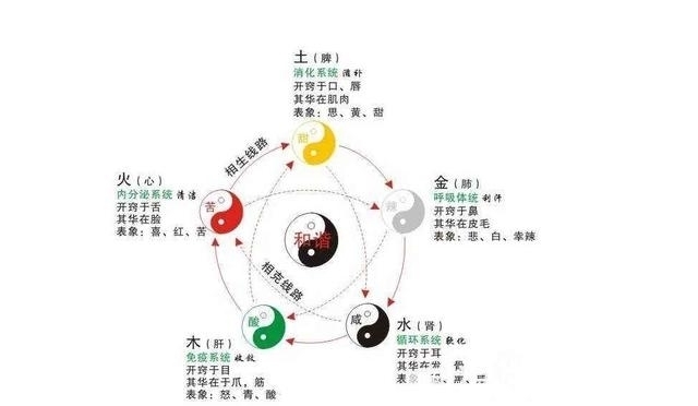 肝主筋,肾主骨,脾主肉,心主脉,肺主皮毛!收了吧!