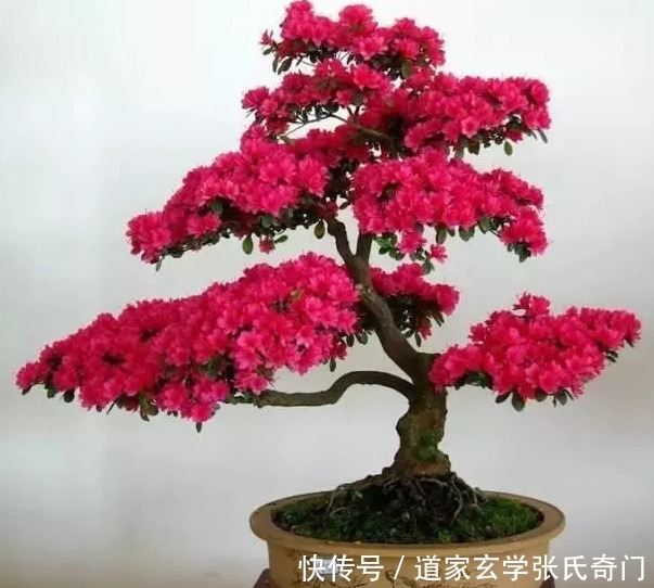 盆景风水有什么特点?