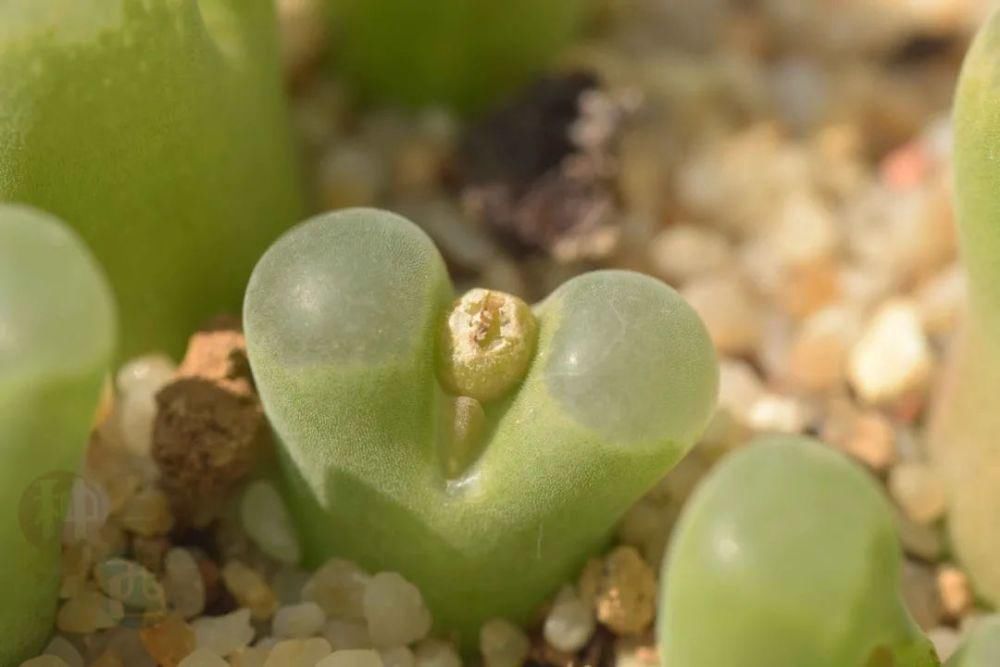  磁铁|磁铁风铃Conophytum Concordans