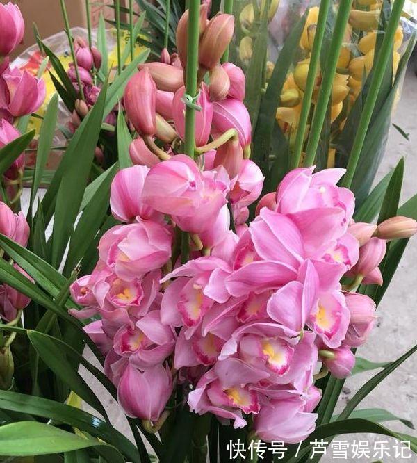 4种花很好养,耐热耐晒更耐旱,寓意吉祥人人爱,家里养真适合