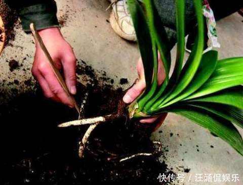 叶心里|夏天碰上君子兰烂根,别整盆扔,教你几招,还能长新芽