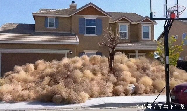 风滚草 美国又发生了啥？被这一植物堵的家门都出不了，在中国却难以见到