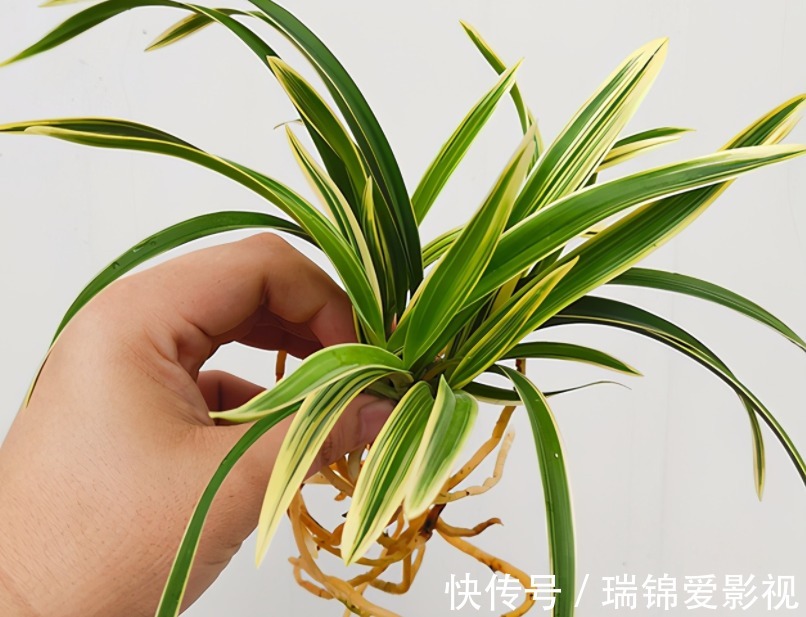 建兰“帝王妃”,花姿优雅,叶带金边,浓香型盆栽里的上上品