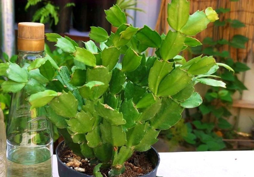 蟹爪兰开完花后,下一步该如何去养护?