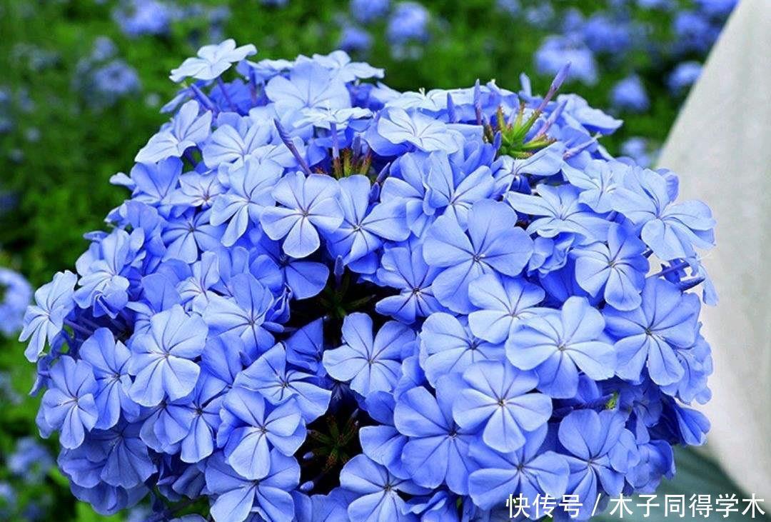 夏季的时|2种“开花机器”,适合养阳台,夏秋都有花,花色绝美看不腻