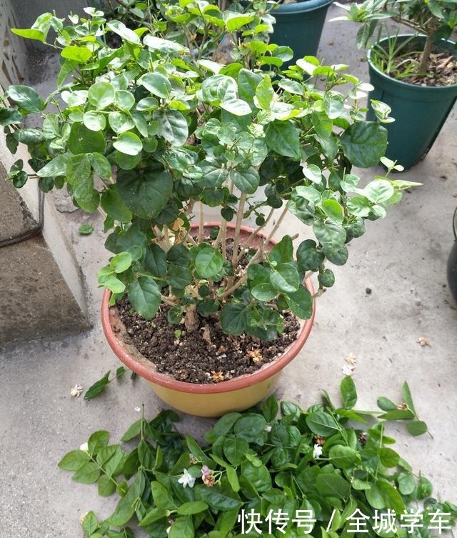 茉莉花有四个“喜好”,了解掌握,花开满枝香满园!