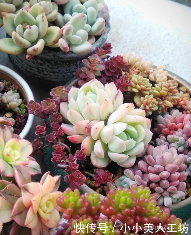 小球|小球玫瑰的逆袭,一年里开枝散叶